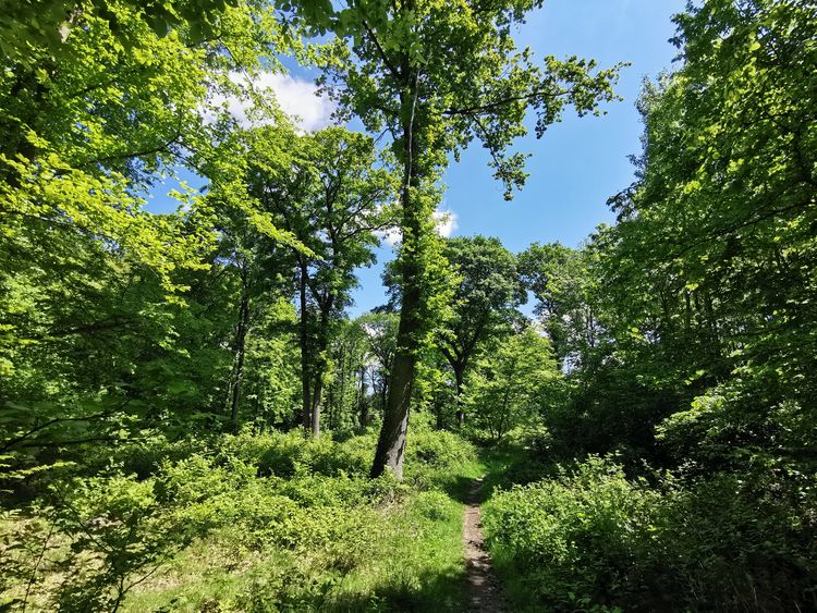 Forêt de Verrières le Buisson