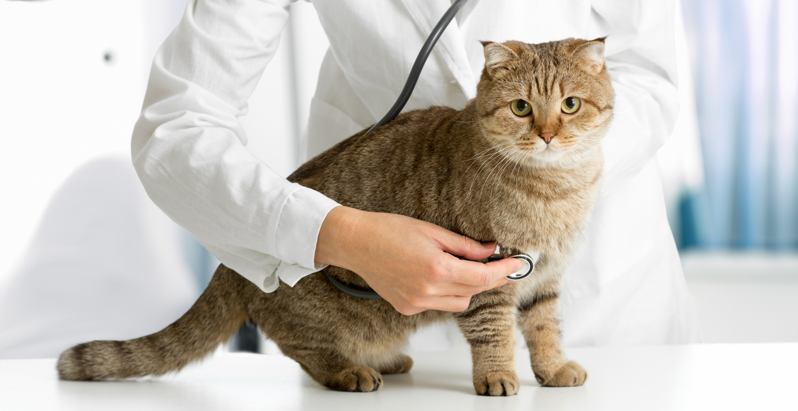 Companion Pet Clinic of Aloha Full Service Pet Clinic