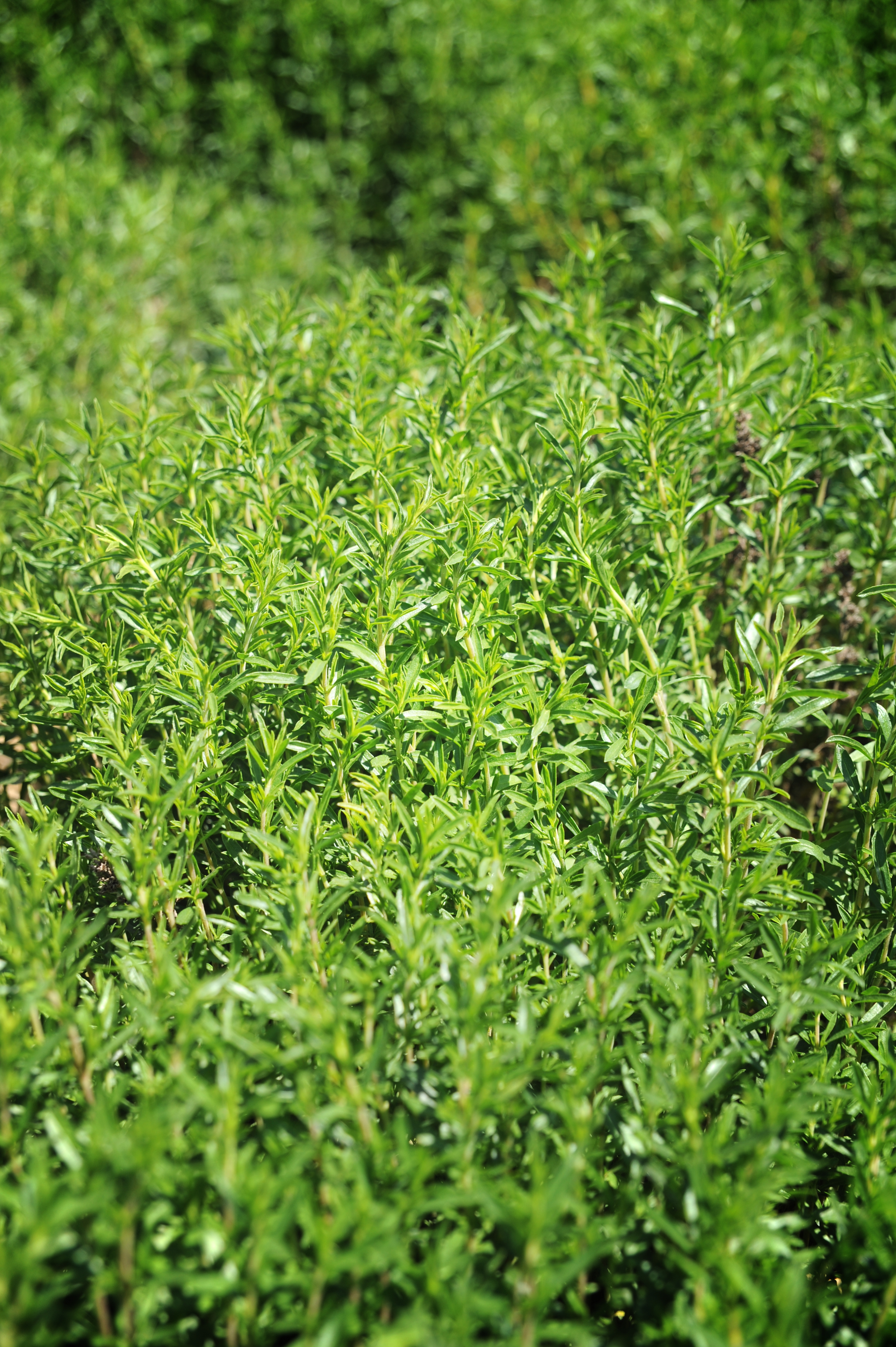 Filière PPAM zoom sur les plantes aromatiques Françaises