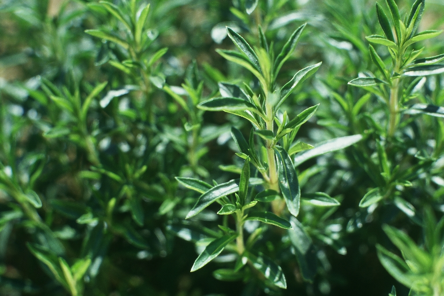 Filière PPAM zoom sur les plantes aromatiques Françaises