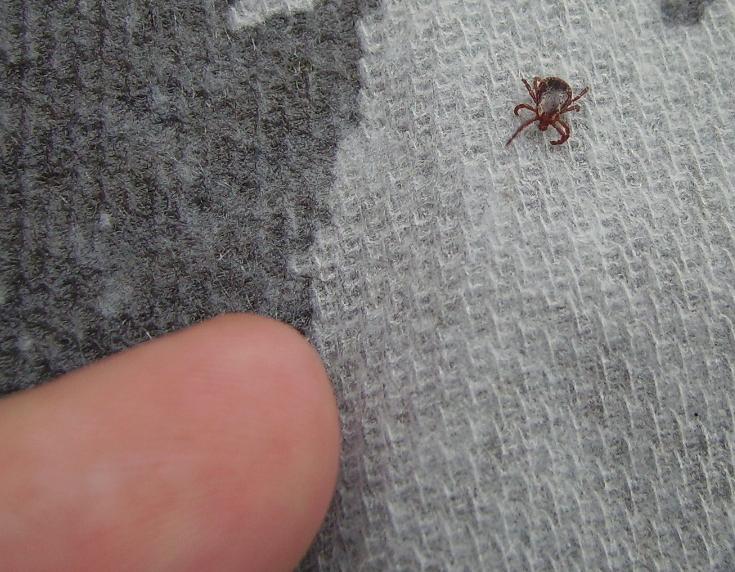 Deer tick photo page