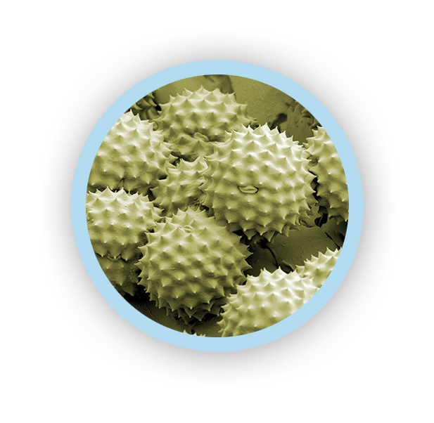 MiST™ Vent Clips Car Clipon Vent Air Fresheners