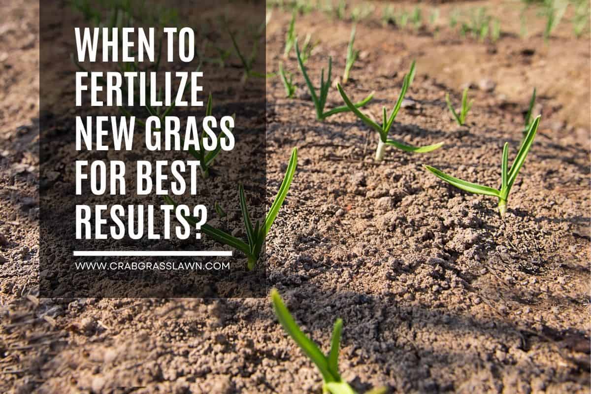 When to Fertilize New Grass for Best Results? Tips on Helping Your New