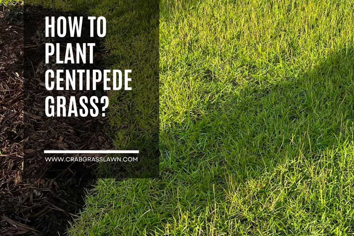 How to Plant Centipede Grass for a Great LowMaintenance Lawn CrabgrassLawn