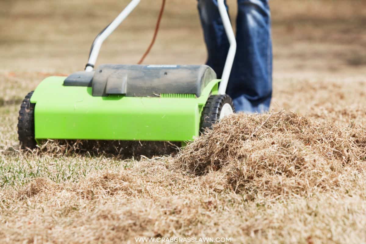 Overseeding in Spring All You Need to Know CrabgrassLawn