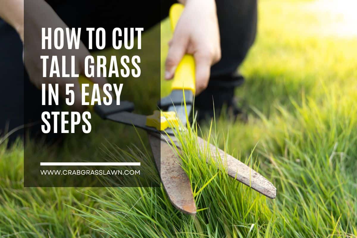 How to Cut Tall Grass in 5 Easy Steps? CrabgrassLawn