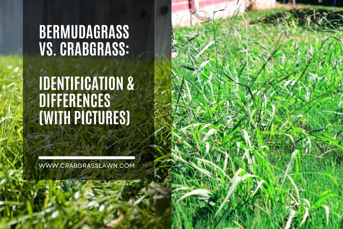 Bermuda Grass vs. Crabgrass Identification & Differences (With