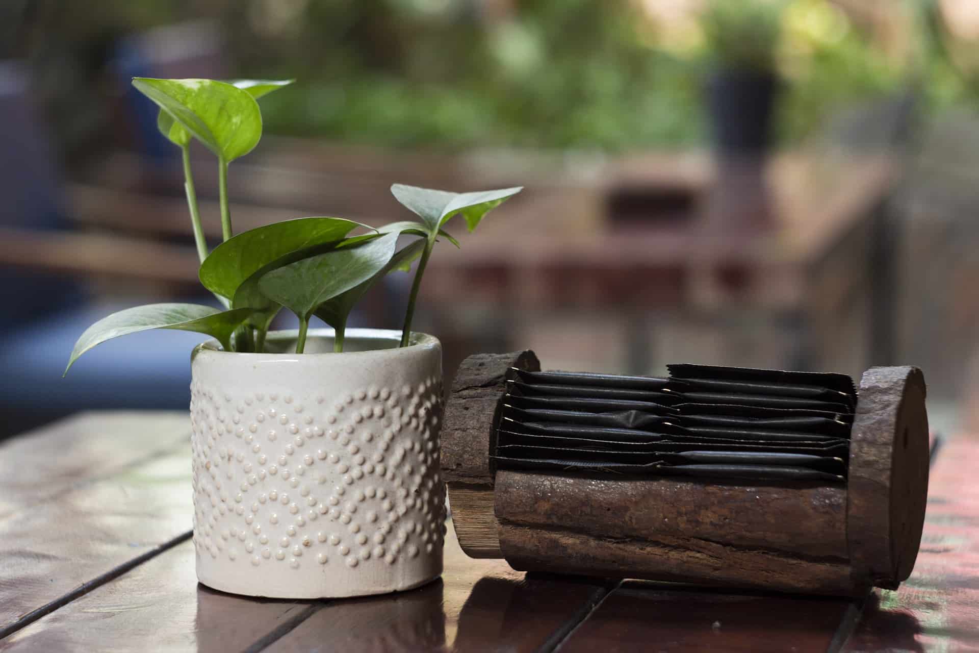 What is Coffee Leaf Tea? Craft Coffee Guru