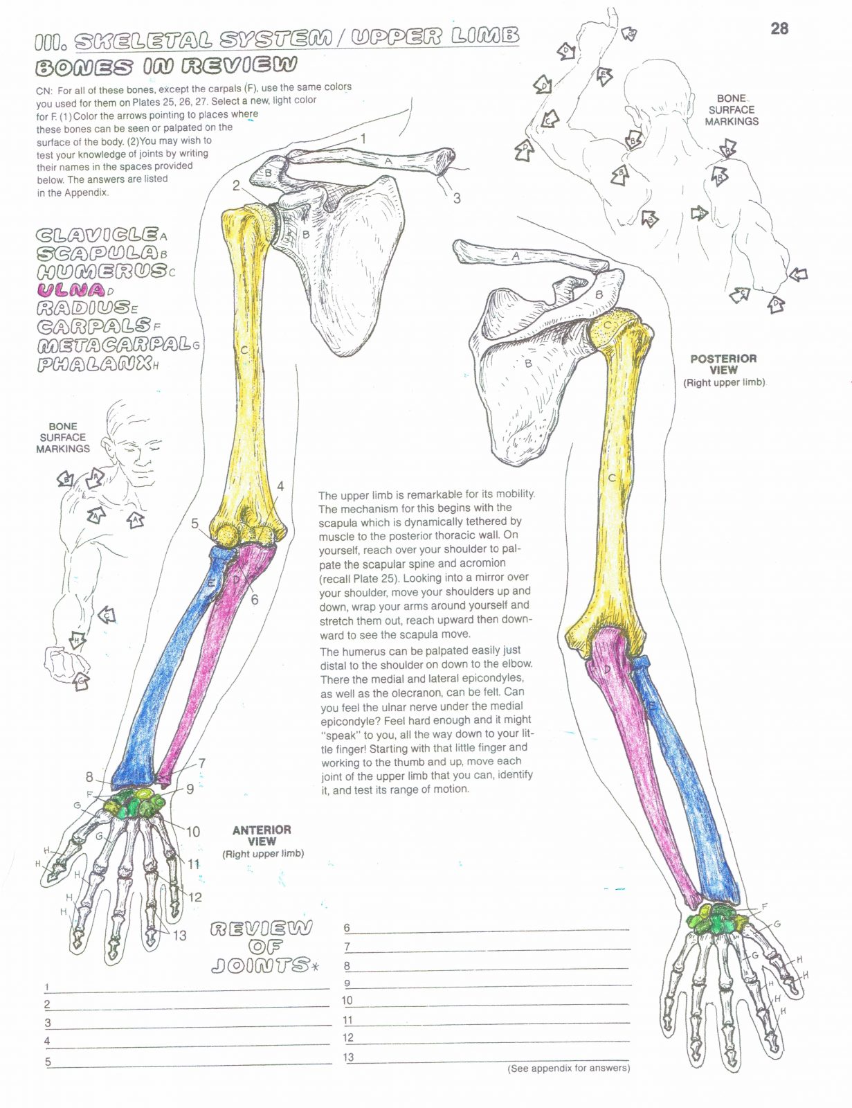 Hand bone's connected to the Wrist bone! Crafted Touch, Inc