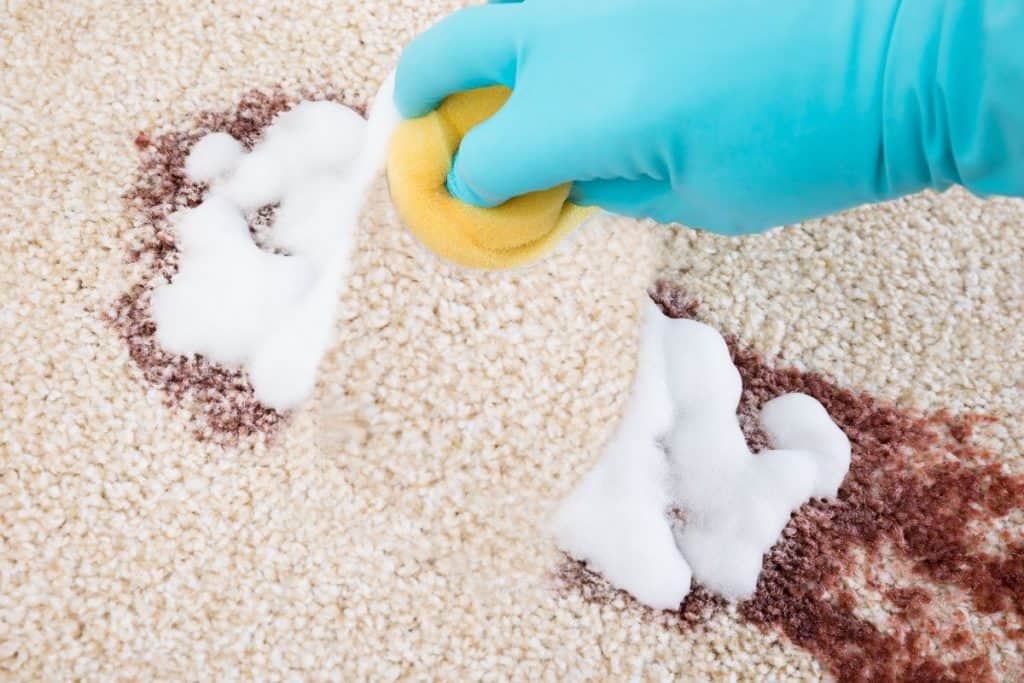 How To Get Poop Out Of Carpet Crafty Little Gnome