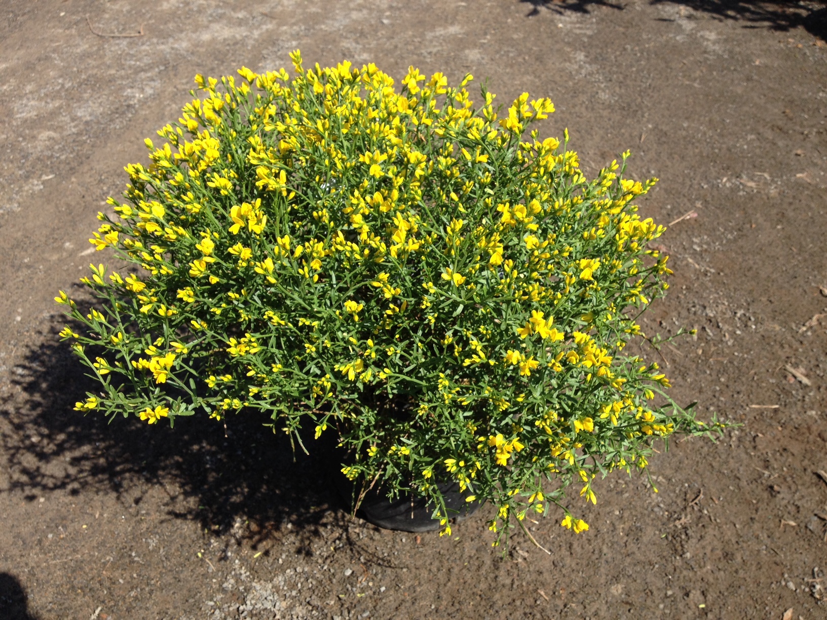 Genista Lydia Pépinière Cramer Inc.