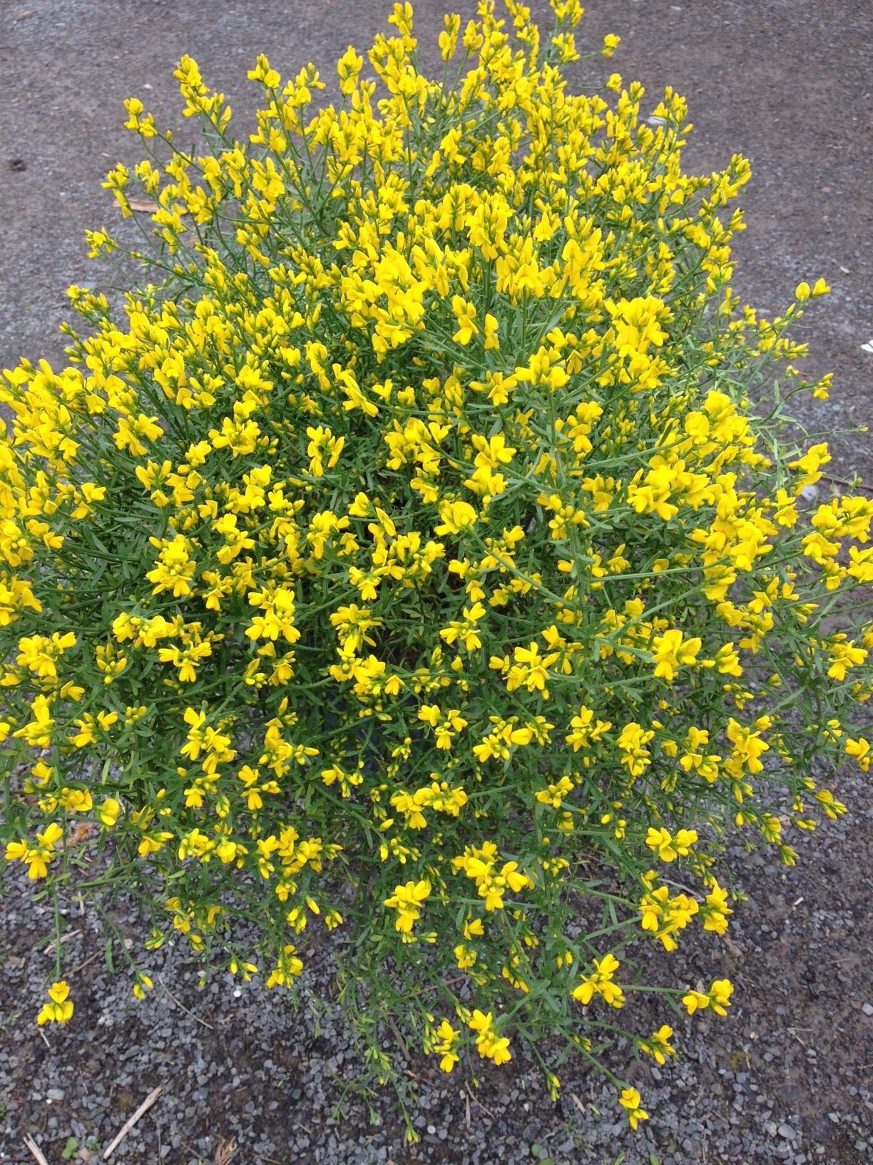 Genista Lydia Pépinière Cramer Inc.