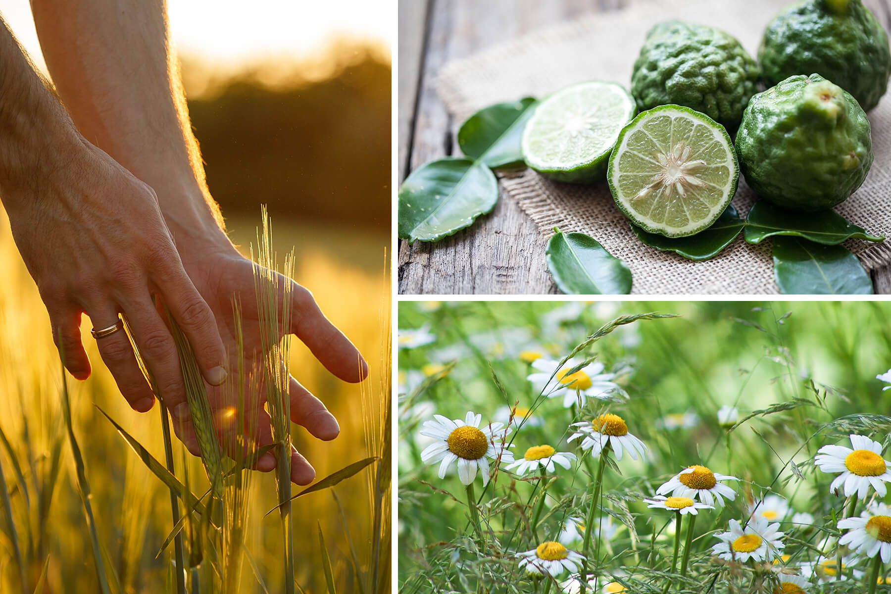 How Fragrances Impact Your Mood CRANBOURN® Scents