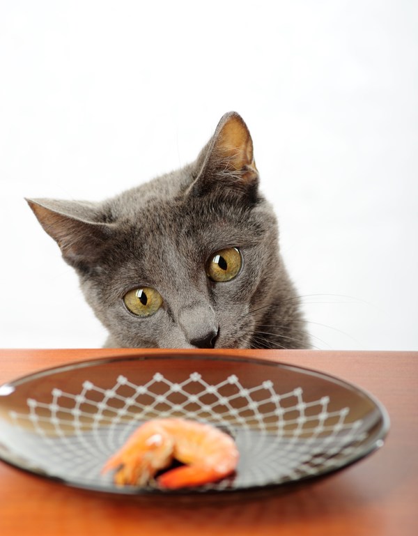Can Cats Eat Shrimp?