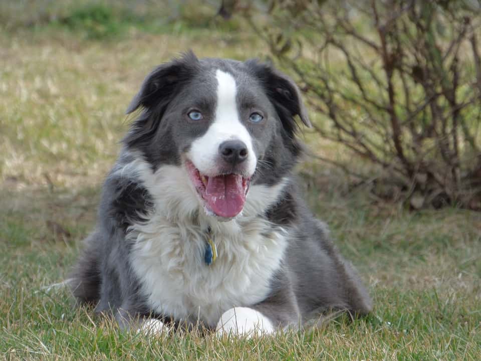 Border Collie Lab Mix The Complete Borador Breed Guide