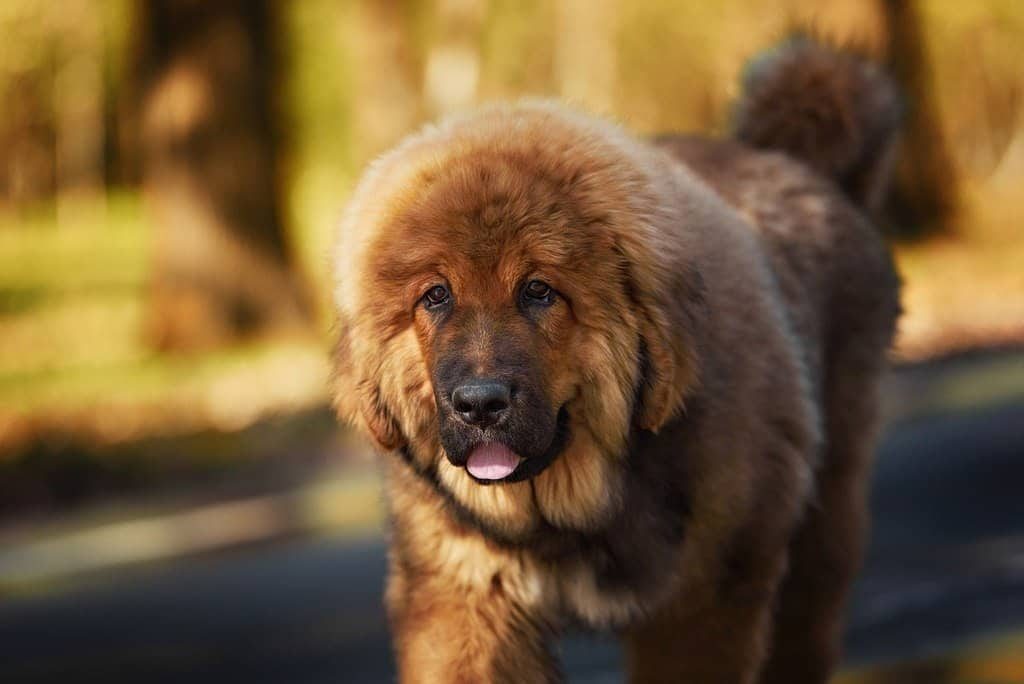 Tibetan Mastiff Excessive Barking Why It Happens & How To Control It