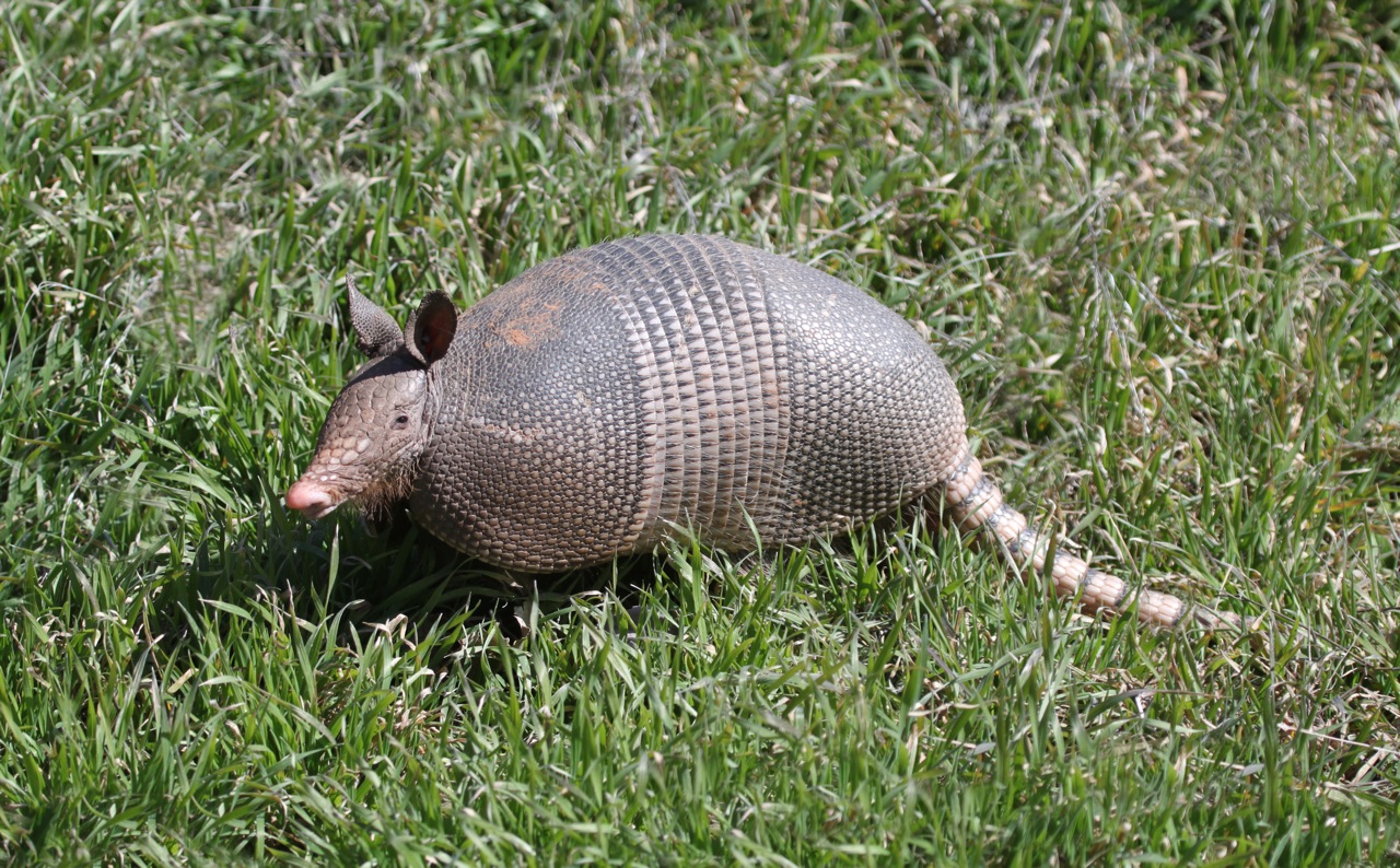 Armadillos Give Evolution Big Problems « Creation Science Association