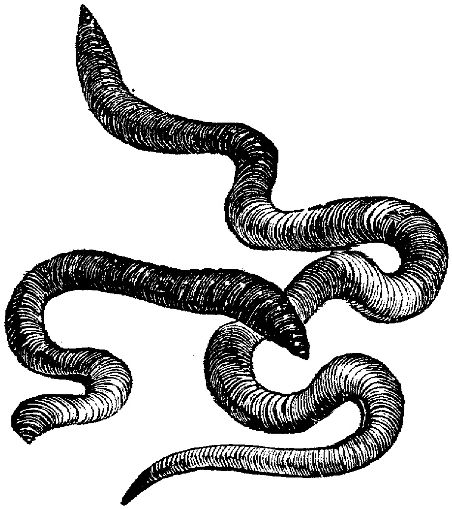 Earthworms Master Caretakers of the Soil « Creation Science