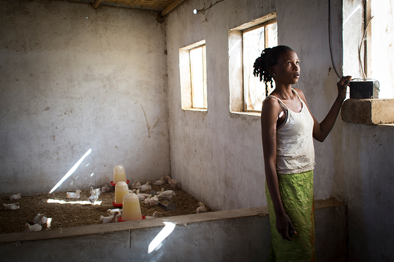 Village Benefits of Raising Poultry Senegal, West Africa