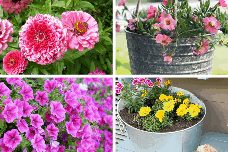 Container Plants for Full Sun