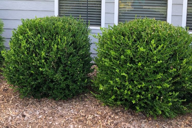 Top 8 what is the best low maintenance shrub 2022