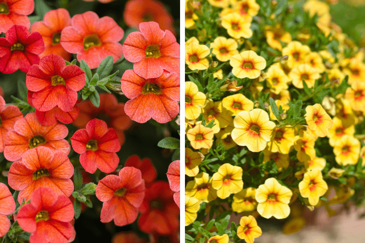 Calibrachoa Growing Tips