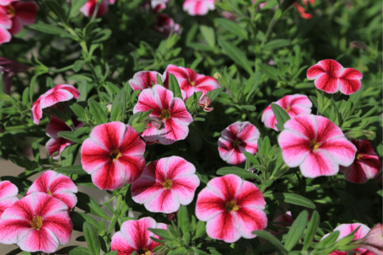 Calibrachoa Growing Tips