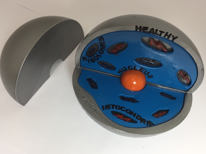 We did not find results for: 3D Animal Cell Model - STEM Challenge - The CREATE ...