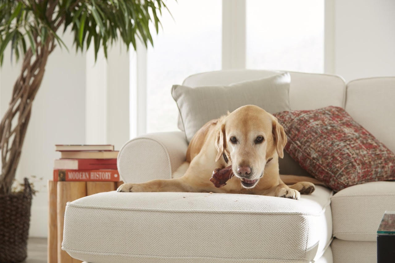 Best Pet Friendly Fabrics Home Envy Furnishings