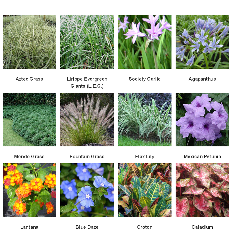 Florida Plants! Create Quest