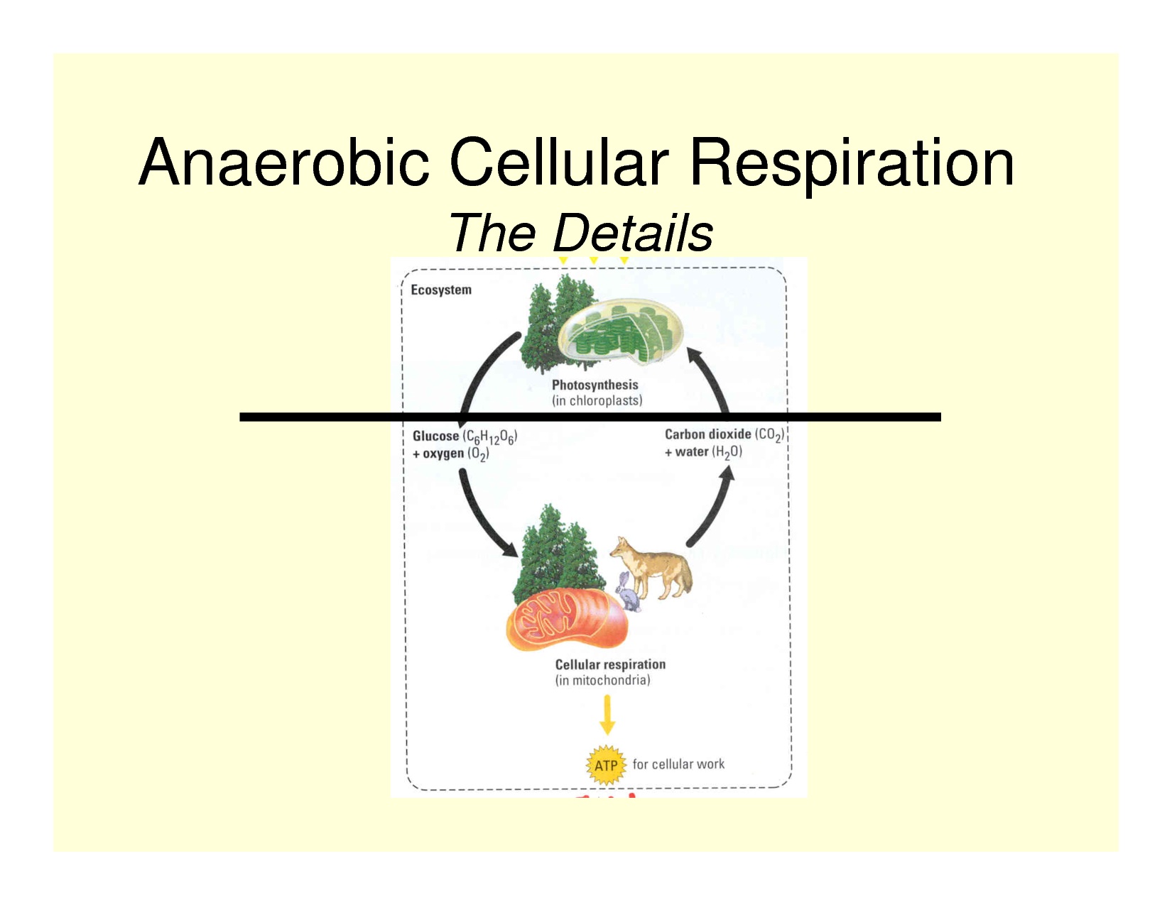 Anaerobic Respiration Stages