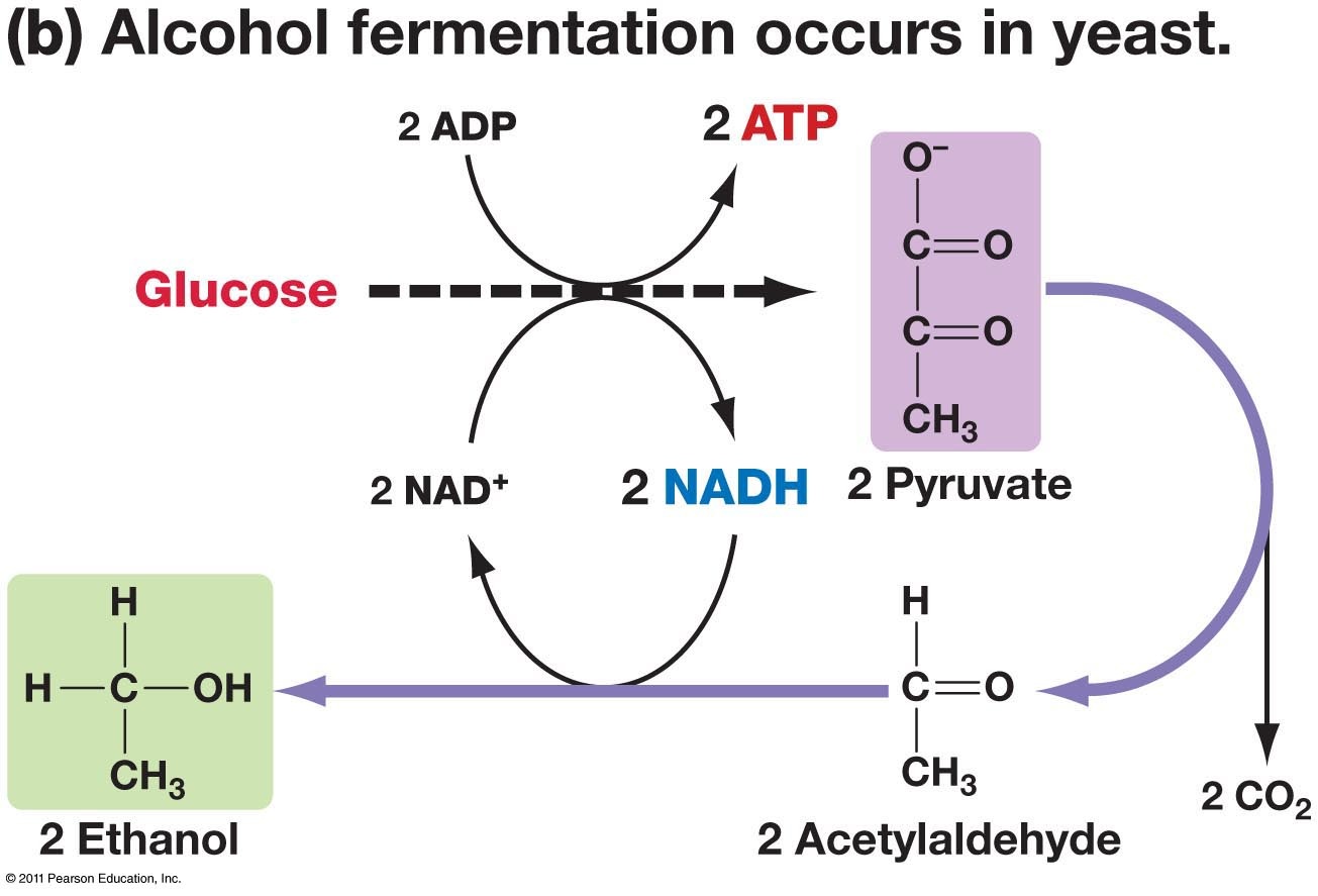 Anaerobic Respiration Create Quest