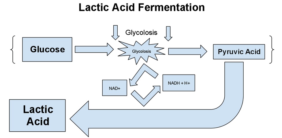 Rachel Tucker WebQuest Lactic Acid vs. Fermentation Create WebQuest