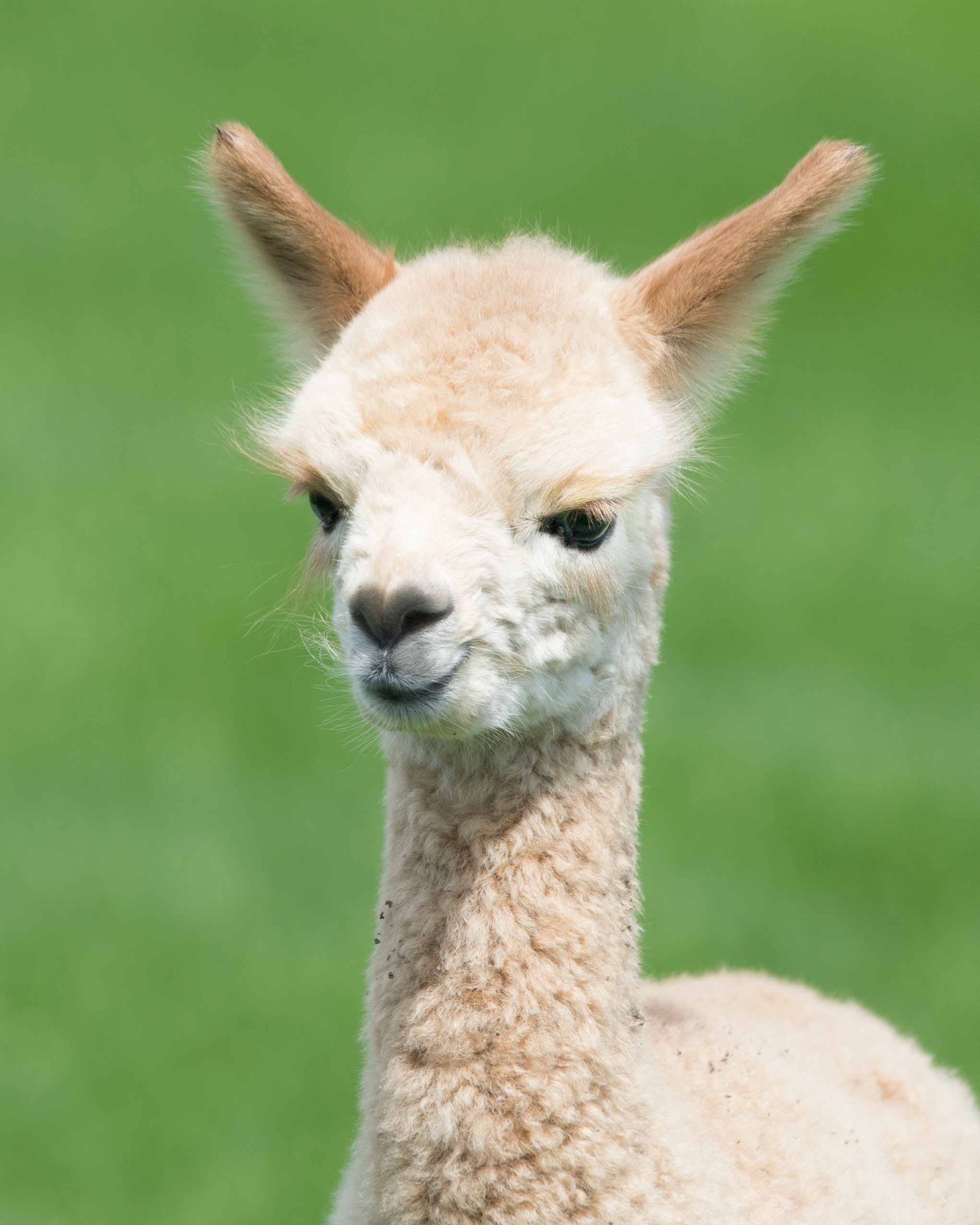 Learn about Alpacas