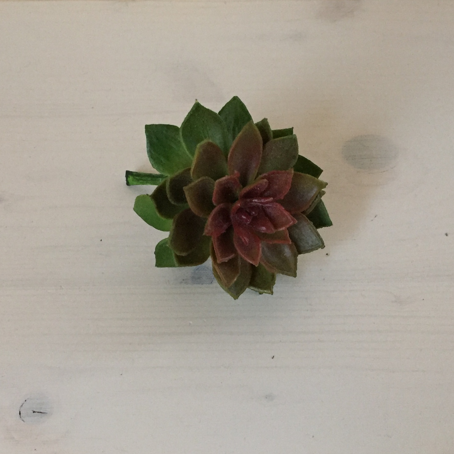 Sukkulente rotgrün, ca. 6 cm › creatipp