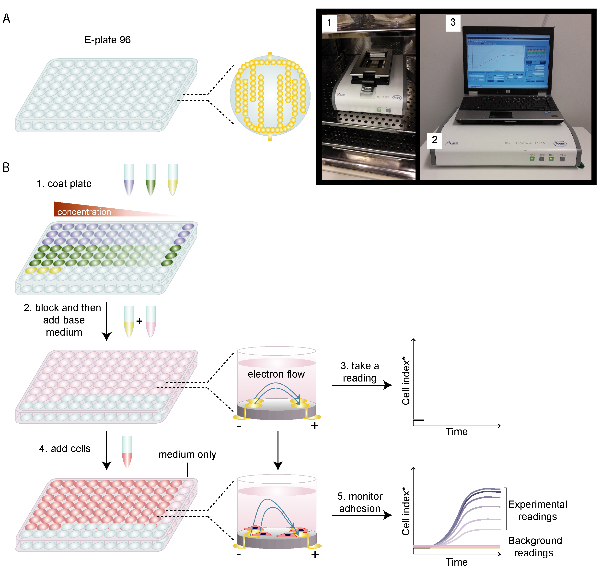 Cell Spreading Assay Creative Bioarray