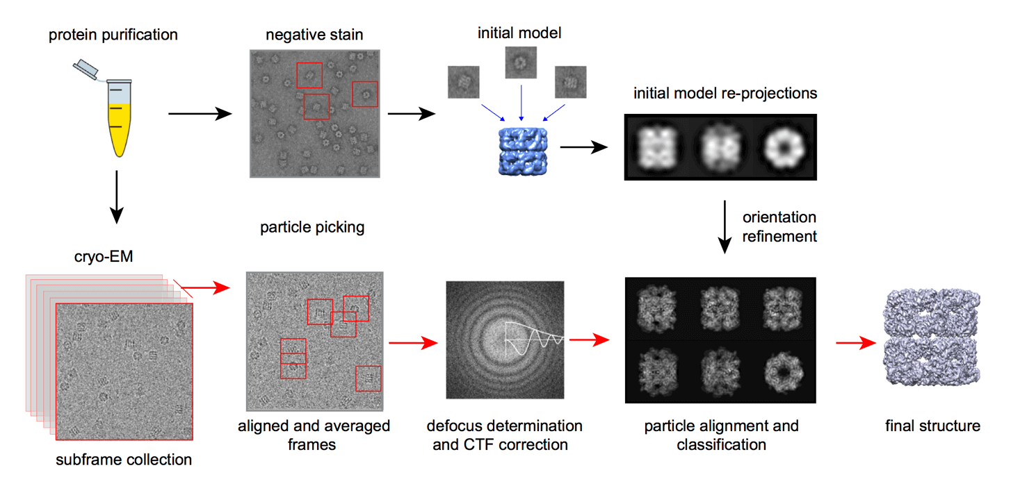 Electron Microscopy (EM) Platform Creative Biostructure