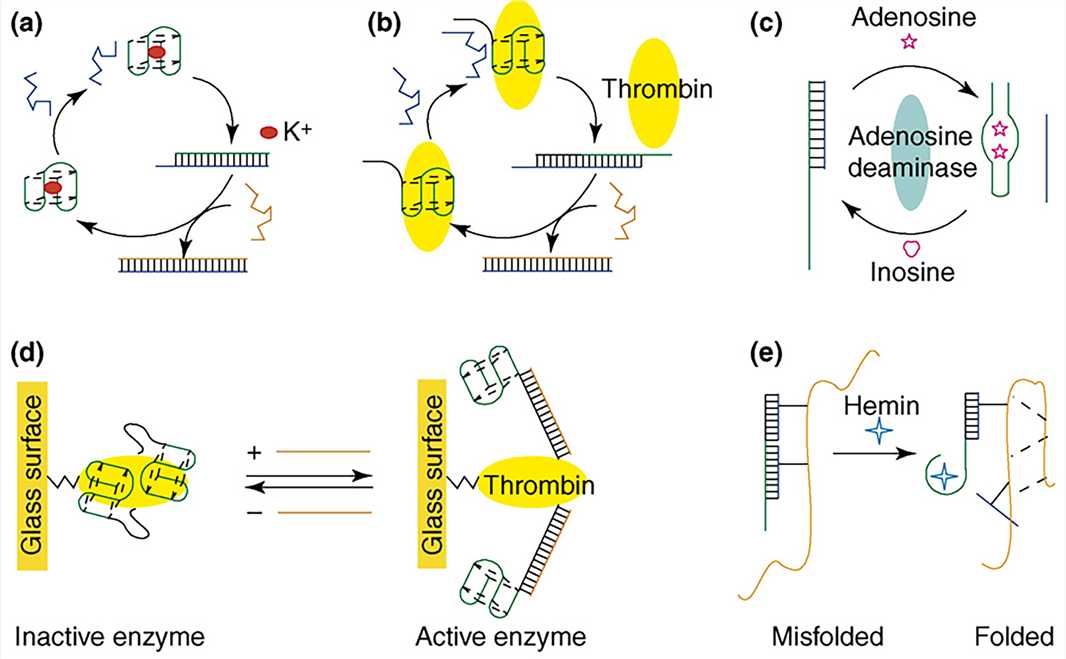 DNA Structure - Creative Biostructure