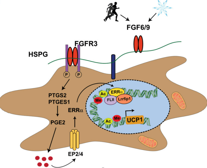 Mechanism of Controlling Thermogenesis Activity of Brown Fat Creative