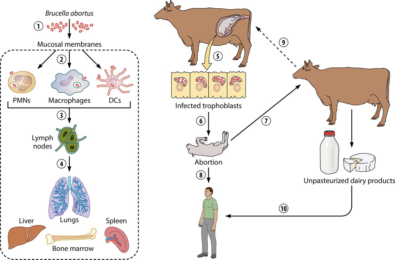 Overview of Brucella Abortus Creative Diagnostics