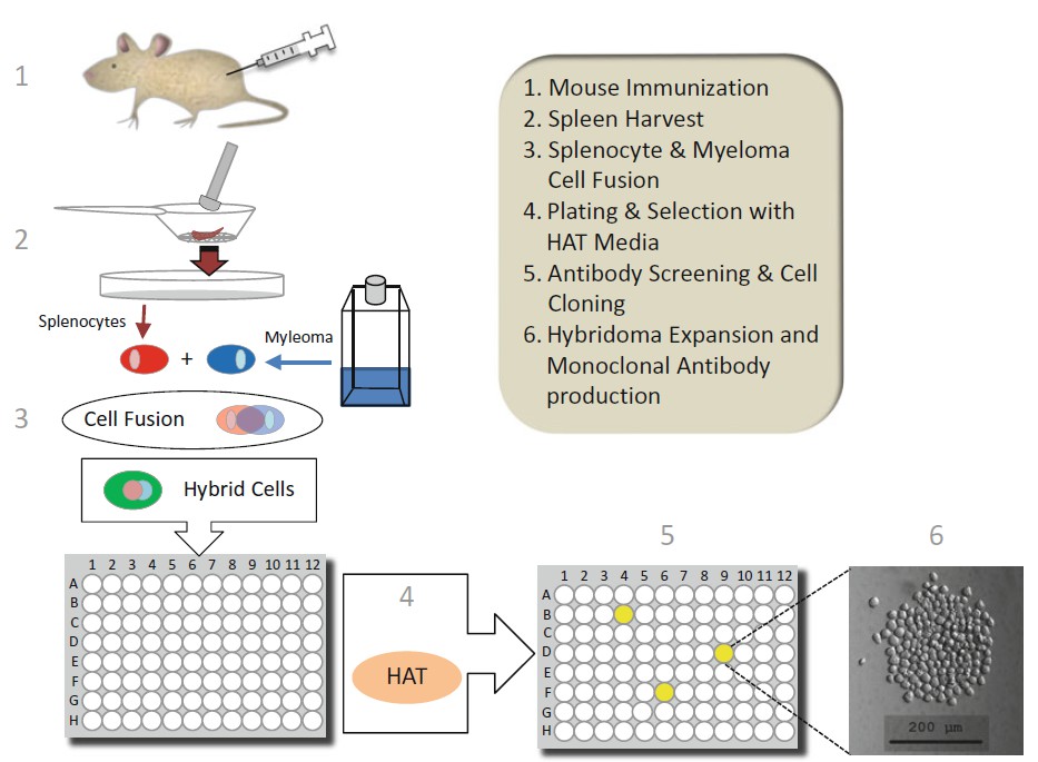 Hybridoma Technology Protocol Creative Diagnostics
