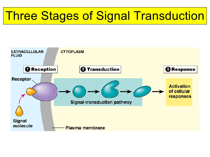 Intracellular Kinases Creative Diagnostics