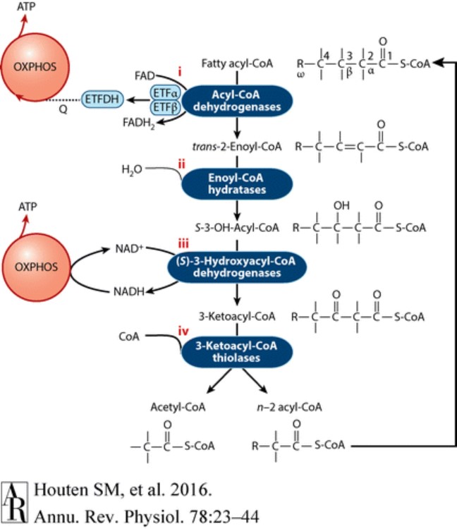 Fatty Acid Oxidation Creative Diagnostics