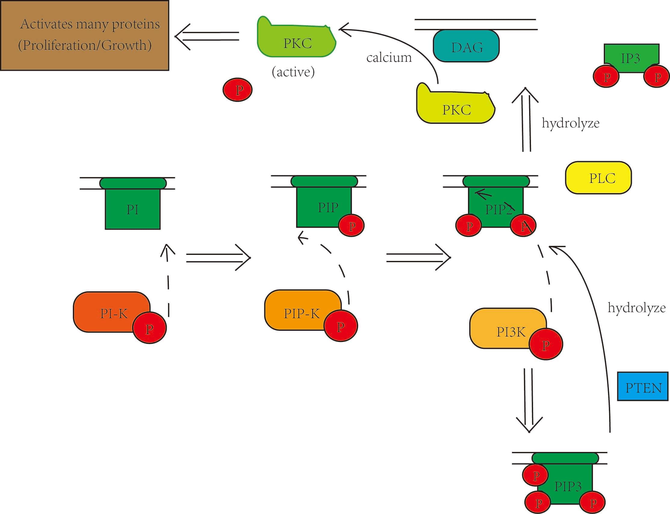 Protein Kinase C