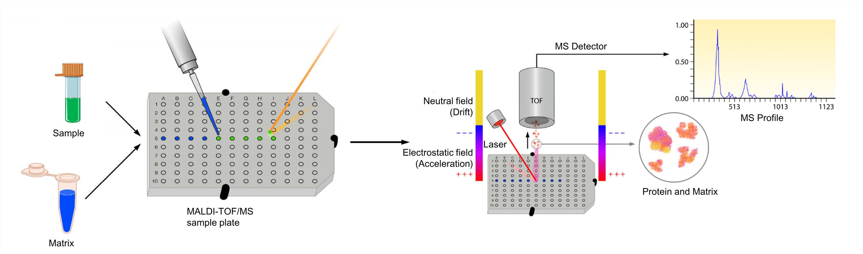 MALDI-TOF Mass Spectrometry - Creative Proteomics