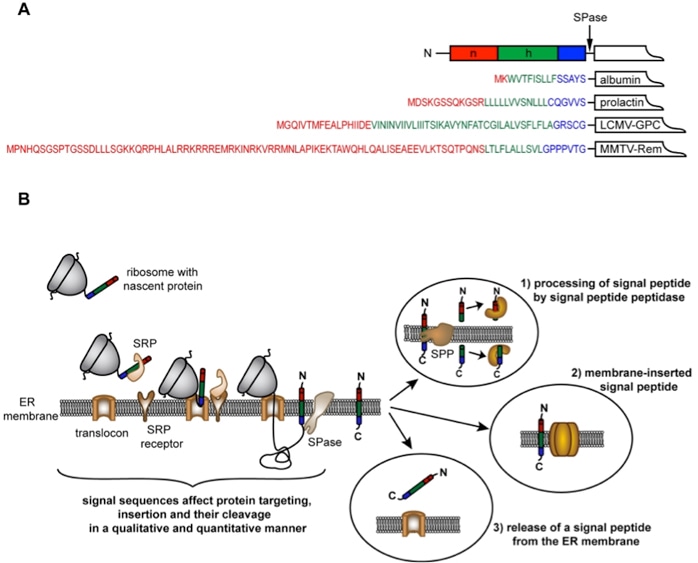 Signal Peptide Prediction Service Creative Proteomics