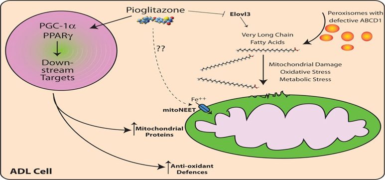 Very Long Chain Fatty Acids Analysis Service Creative Proteomics
