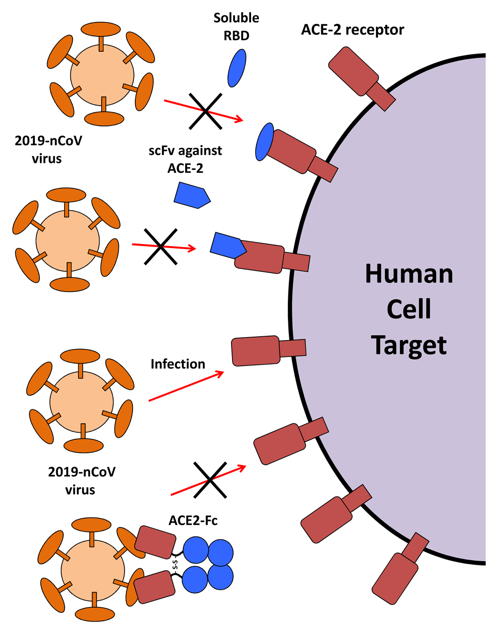 Focus on SARSCoV2 Creative Biolabs rAb Blog