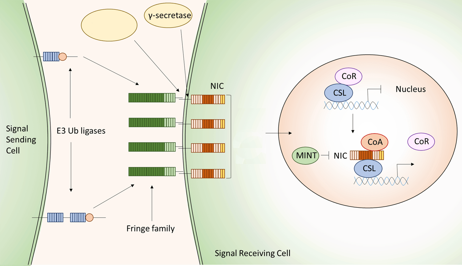Notch Signal Pathway Creative BioMart
