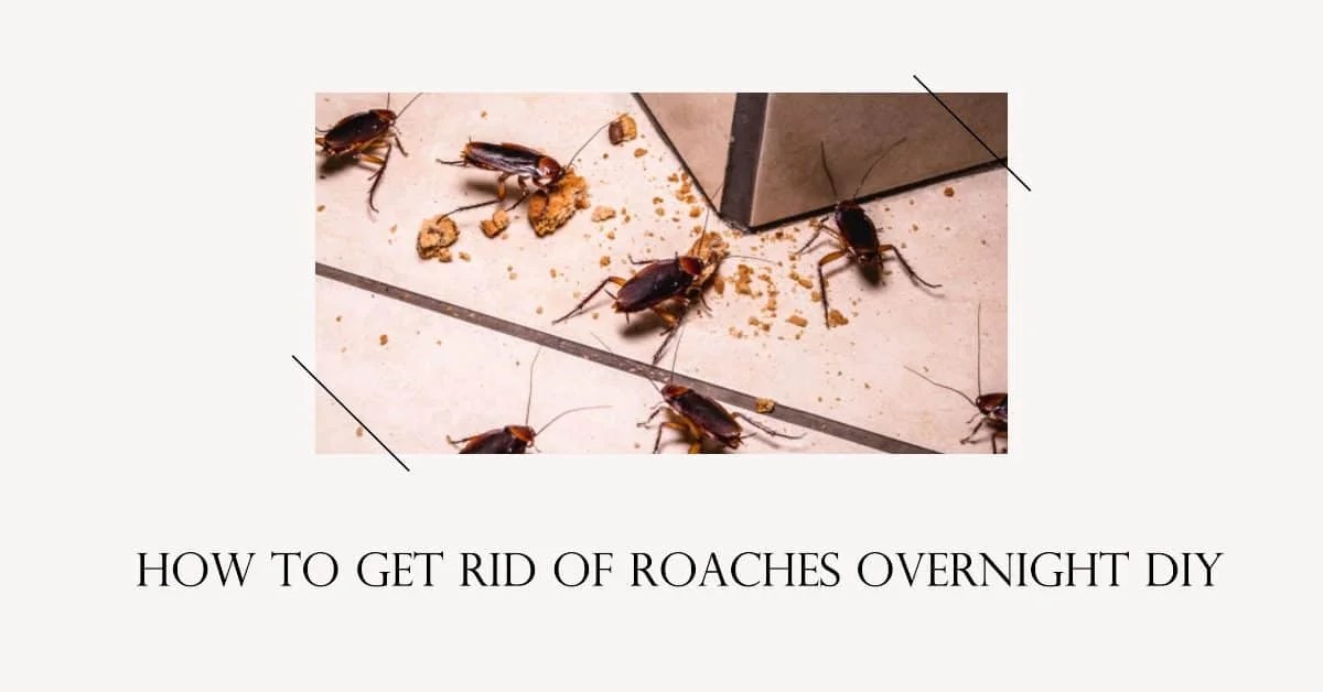 How to Get Rid of Roaches Overnight DIY Creative Home Idea